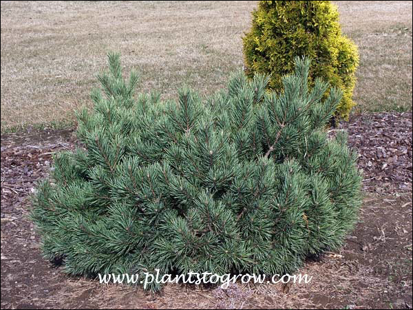 This plant has been in this spot for around five years and it has doubled in size. Plant is now about 3-4' wide by 2.5 feet tall. UPDATE this plant is now 8 feet wide by 10 feet tall......(2011)